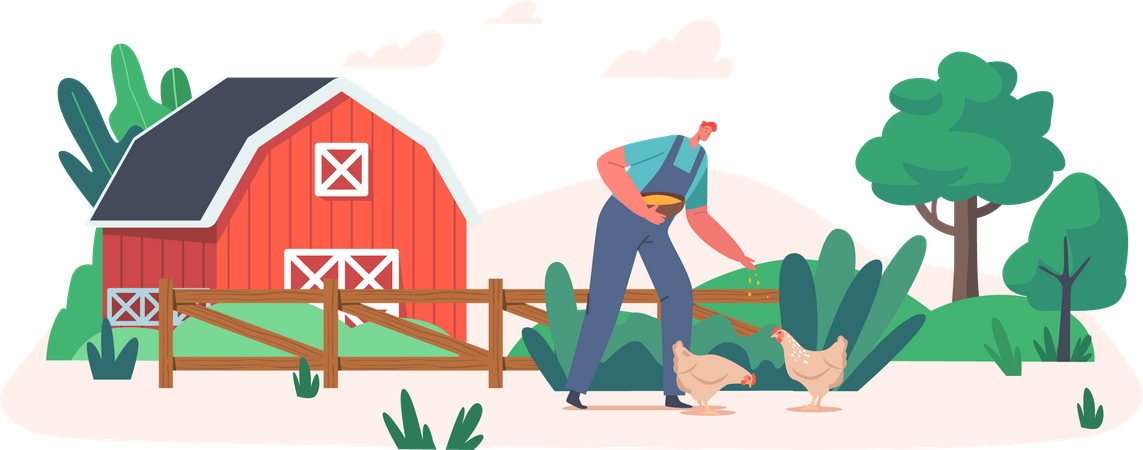 Farmer feeding chicken Illustration