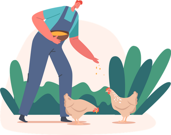 Farmer feeding chicken food  Illustration