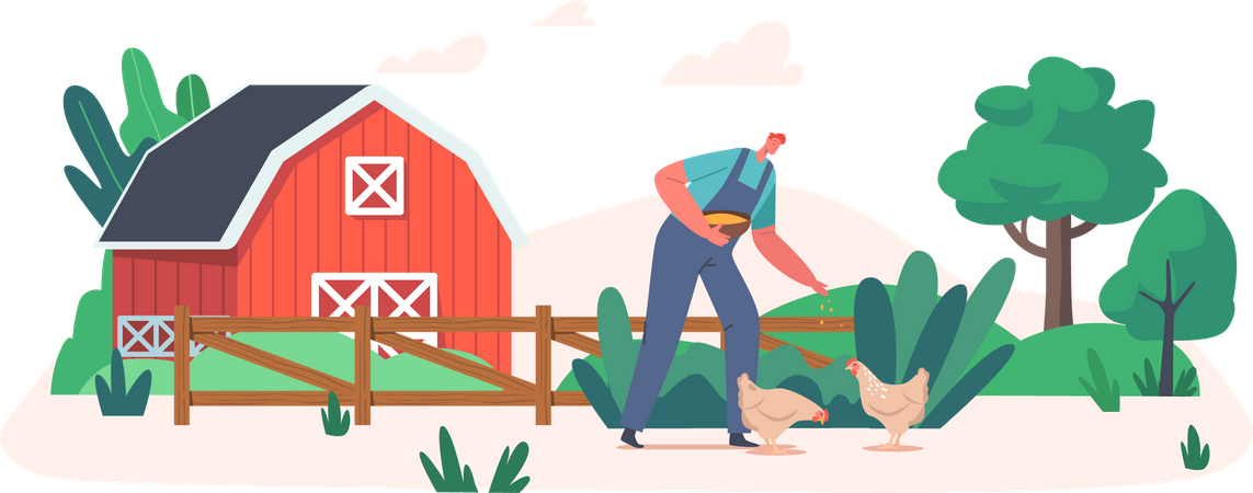 Farmer feeding chicken  Illustration