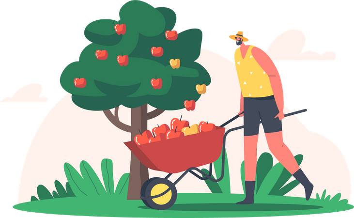 Farmer gathering apples  Illustration