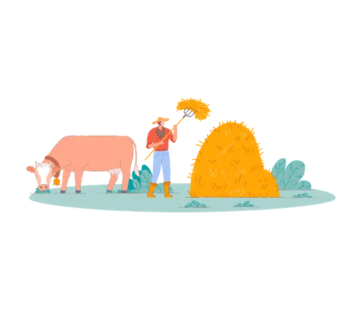 Farmer Gathering haystack with cow  Illustration