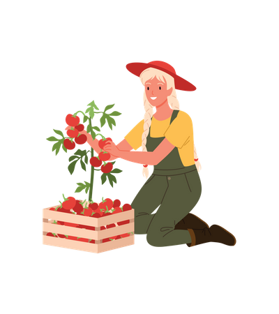 Farmer Girl Collecting Tomato  Illustration