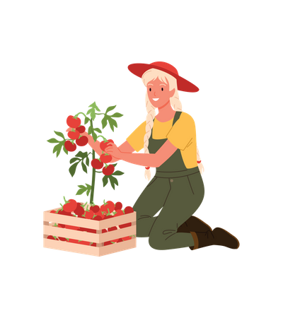 Farmer Girl Collecting Tomato  Illustration