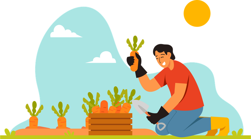 Farmer Harvest Carrots  Illustration