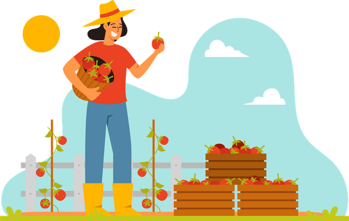 Farmer Harvest Tomotoes  Illustration