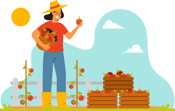 Farmer Harvest Tomotoes  Illustration