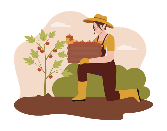 Farmer harvesting apple from the farm  Illustration