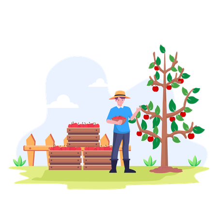 Farmer Harvesting Apples In Basket  Illustration