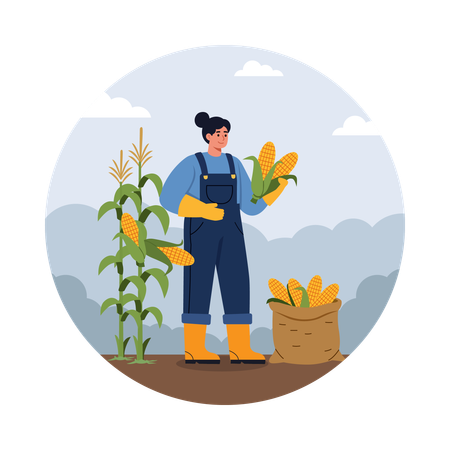 Farmer Harvesting Corn on Sunny Day  Illustration