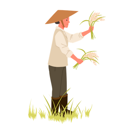 Farmer harvesting crop  Illustration