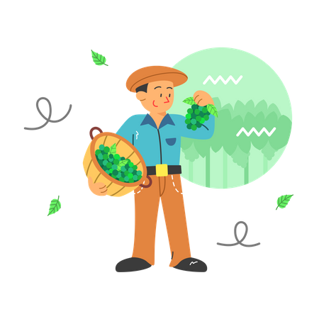 Farmer harvesting grape  Illustration