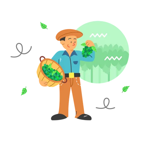 Farmer harvesting grape  Illustration