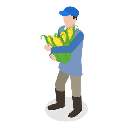 Farmer harvesting maize crops in harvesting season  Illustration