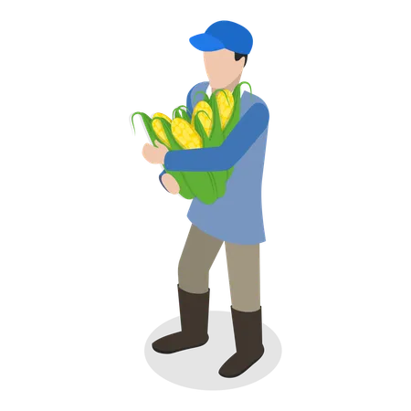 Farmer harvesting maize crops in harvesting season  Illustration