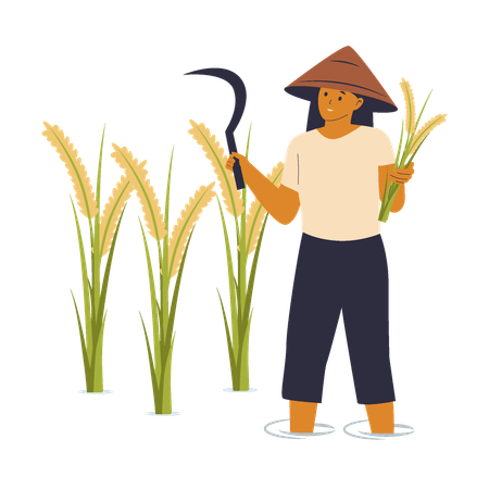 Farmer Harvesting Rice  Illustration