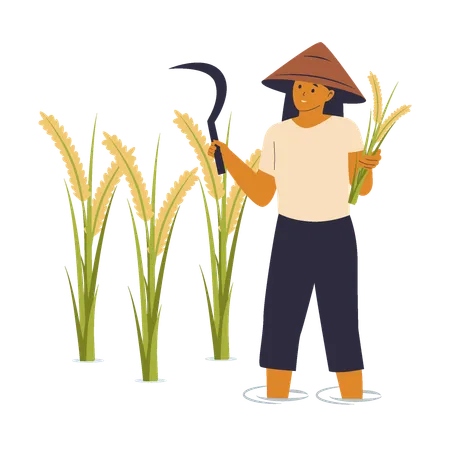 Farmer Harvesting Rice  Illustration