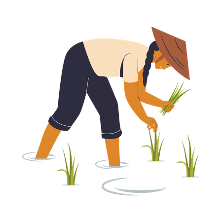 Farmer Harvesting Rice  Illustration