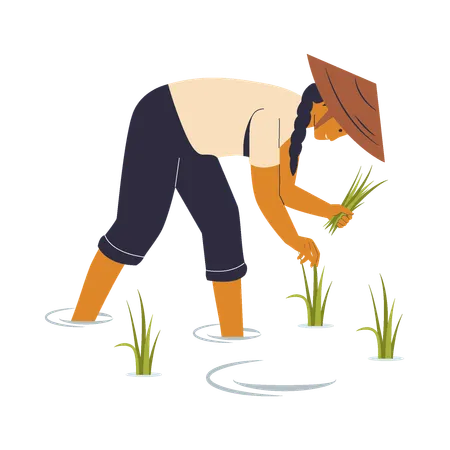 Farmer Harvesting Rice  Illustration