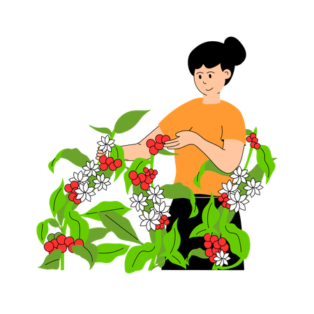 Farmer harvesting ripe coffee beans from plants  Illustration