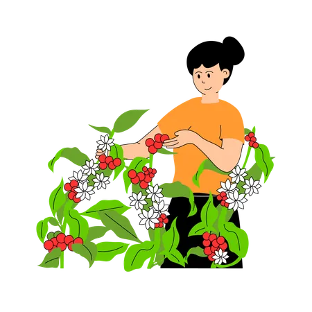 Farmer harvesting ripe coffee beans from plants  Illustration