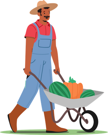 Farmer Harvesting Ripe Fruits  Illustration