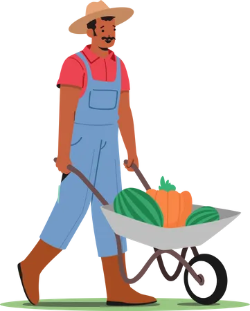 Farmer Harvesting Ripe Fruits  Illustration