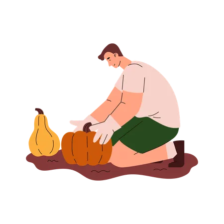 Farmer harvesting vegetables in autumn  Illustration