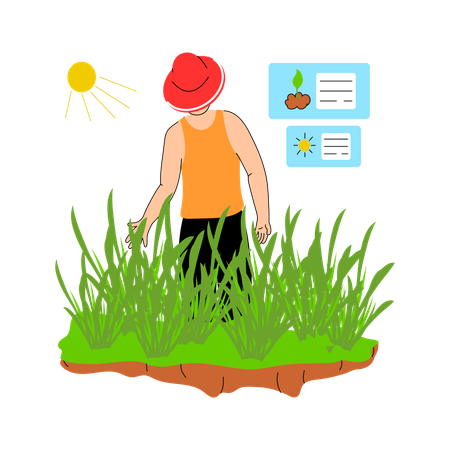 Farmer inspecting crops ready for harvest  Illustration