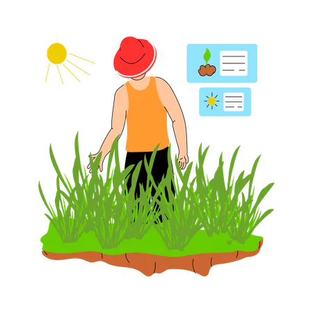 Farmer inspecting crops ready for harvest  Illustration