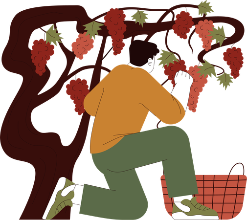 Farmer is harvesting grape vine  Illustration