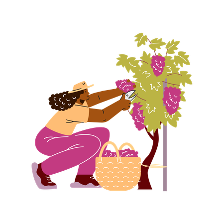 Farmer or gardener with basket collects ripe grapes  Illustration