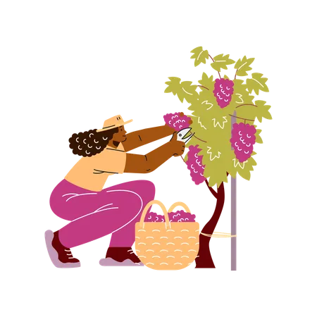 Farmer or gardener with basket collects ripe grapes  Illustration