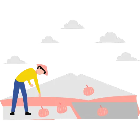 Farmer picking pumpkins in field  Illustration