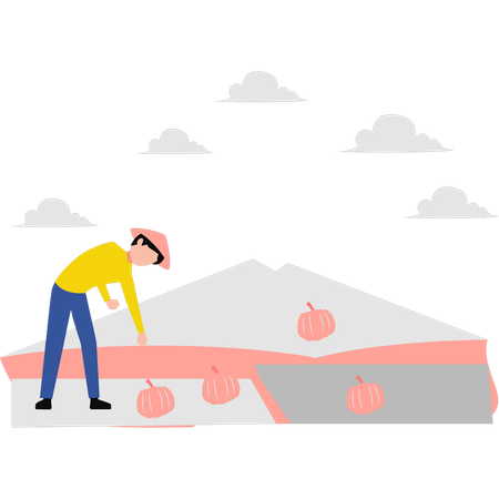 Farmer picking pumpkins in field  Illustration