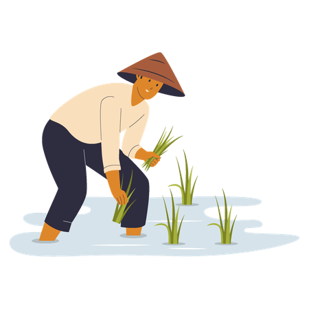 Farmer Planting Rice  Illustration