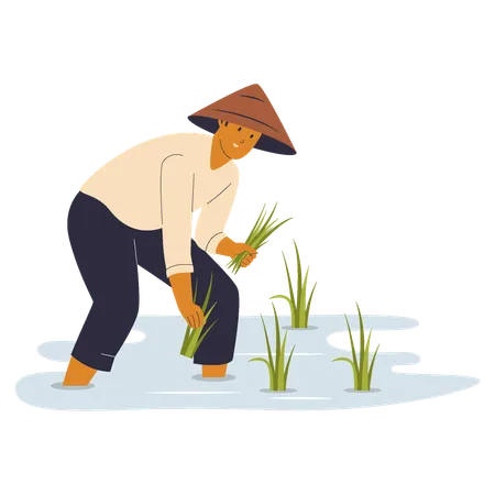 Farmer Planting Rice  Illustration