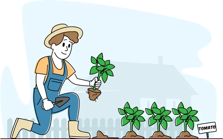 Farmer planting tomato sprouts into the ground  Illustration