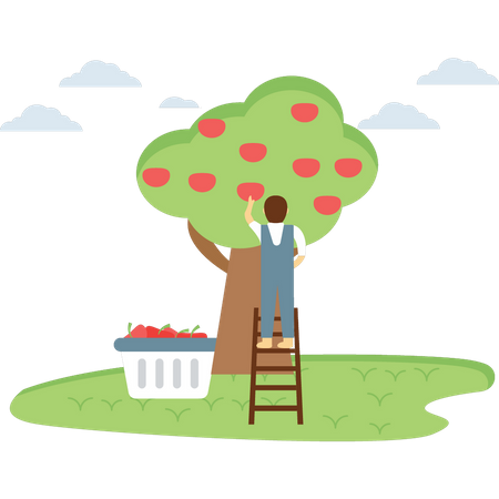 Farmer plucking the fruit from tree Illustration