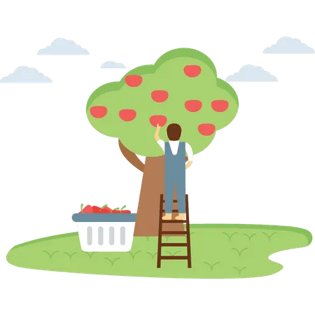 Farmer plucking the fruit from tree Illustration