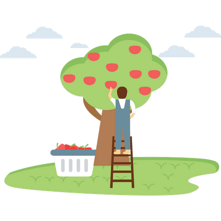 Farmer plucking the fruit from tree  Illustration