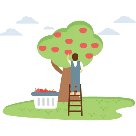 Farmer plucking the fruit from tree  Illustration