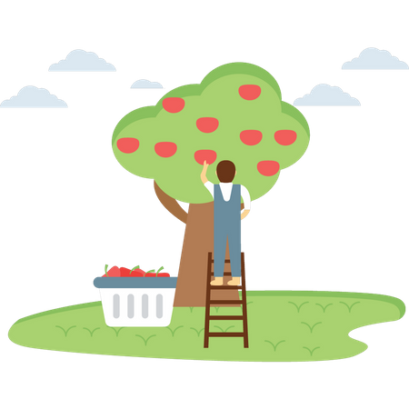 Farmer plucking the fruit from tree  Illustration