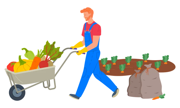 Harvesting Season Vector Man Transporting Products From Plantation Of Carrots Bag And Pumpkin Beetroots And Tomatoes In Cart Farming Person In Uniform Illustration