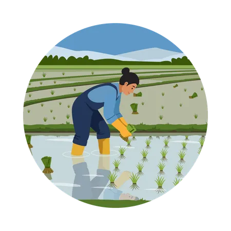 Farmer Transplanting Rice in the Field  Illustration
