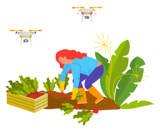 Woman Farmer Picking Beet Harvesting Vegetable Drone Equipment Agricultural Worker In Boots And Gloves Gardening Wireless And Flying Device Vector Drones On Farm イラスト