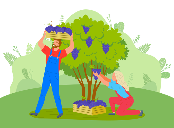 Farmers are gathering grape from tree  Illustration