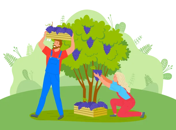 Farmers are gathering grape from tree  Illustration
