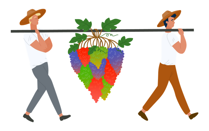 Farmers carrying grapes bunches berries  Illustration