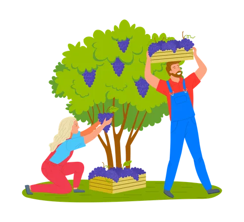 Farmers collecting grapes from tree  Illustration