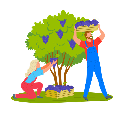 Farmers collecting grapes from tree  Illustration